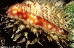 Cowrie, found on a night dive in the Bahamas. Nikonos V, ... by Mike Smith 